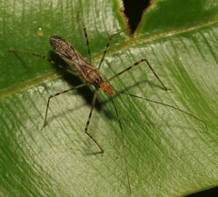 Zelus araneiformis