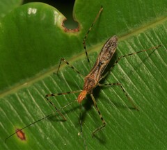 Zelus araneiformis