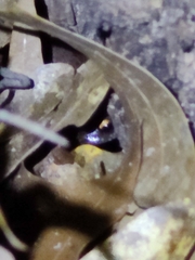 Eleutherodactylus campi