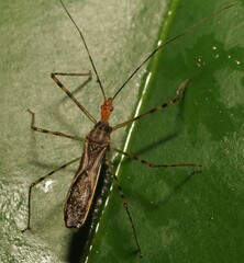 Zelus araneiformis