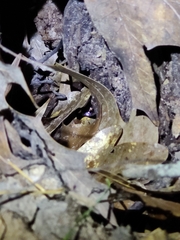 Eleutherodactylus campi