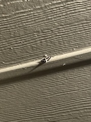 Pseudothyris sepulchralis