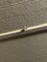 Pseudothyris sepulchralis