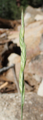 Bromus marginatus