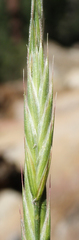 Bromus marginatus