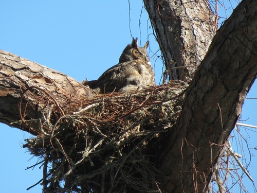 Bubo virginianus image