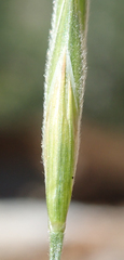 Bromus marginatus