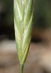 Bromus marginatus
