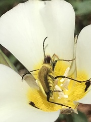Lepturobosca