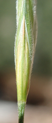 Bromus marginatus
