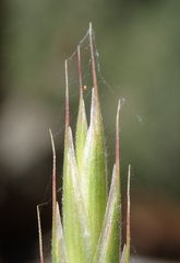 Bromus marginatus