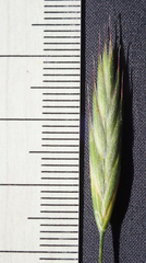Bromus marginatus