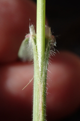 Bromus marginatus