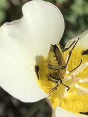 Lepturobosca