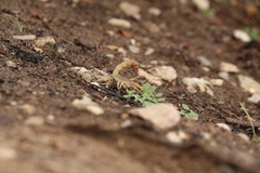 Parabuthus planicauda