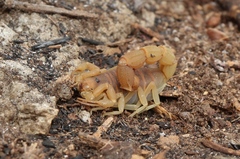 Parabuthus planicauda