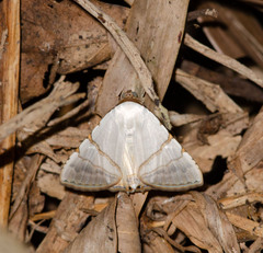 Eulepidotis alabastraria