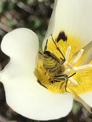 Lepturobosca