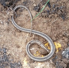 Psammophis crucifer