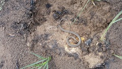 Psammophis crucifer