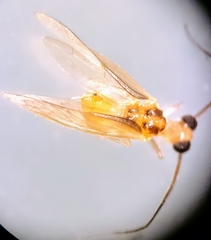 Stenocaecilius