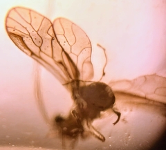 Stenocaecilius