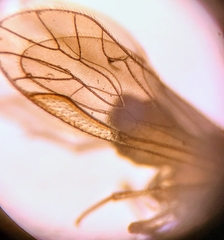 Stenocaecilius