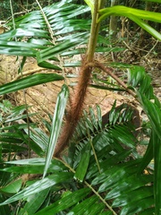 Calamus australis