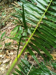 Calamus australis