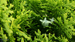 Juniperus chinensis
