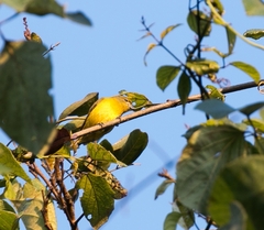 Euphonia chrysopasta