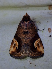 Pseudosphetta fissisigna