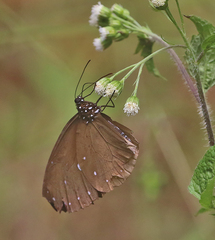 Euploea tulliolus