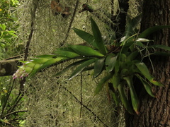 Tillandsia biflora