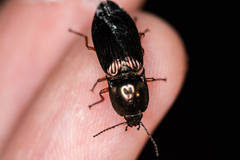 Selatosomus aeneus