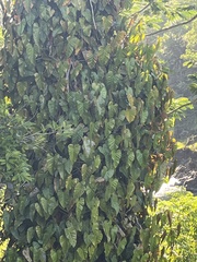 Philodendron erubescens