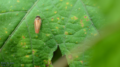 Eoscarta assimilis
