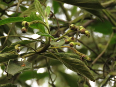 Varronia cylindrostachya