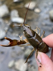 Cambarus longirostris
