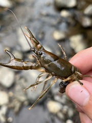 Cambarus longirostris
