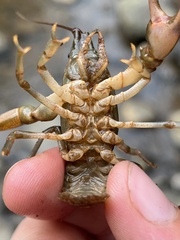 Cambarus longirostris