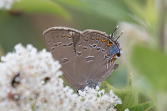 Satyrium edwardsii