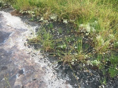 Rhynchospora saxicola