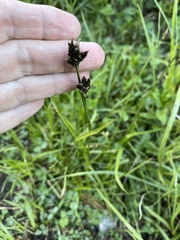 Carex scopulorum