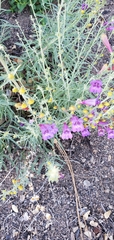 Penstemon heterophyllus australis