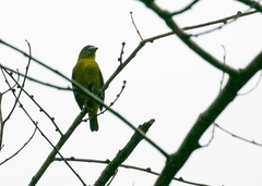 Euphonia chrysopasta