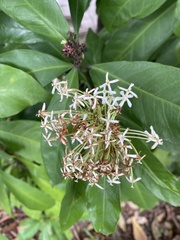Ixora parviflora