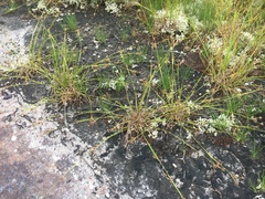 Rhynchospora saxicola