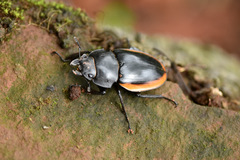 Odontolabis cuvera salvazae