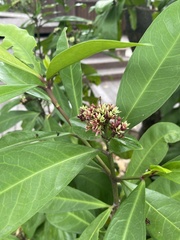 Ixora parviflora